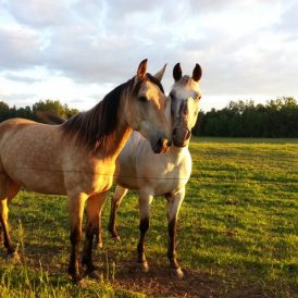 Horseback<br>Riding